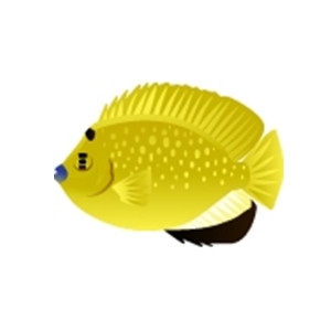 Flagfin Angelfish